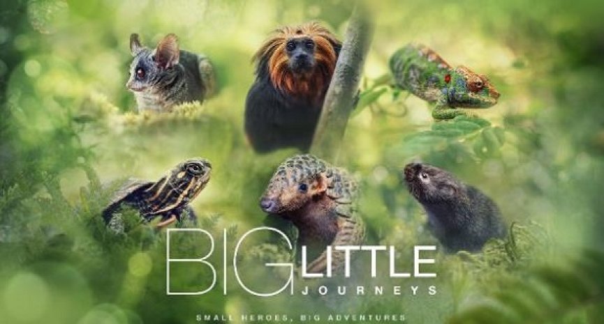 BBC Earth承接國家地理頻道！2024元旦登陸有線電視重磅推出《小動物的生命奇蹟》